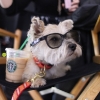 Jon M. Chu's Dog Monster on the Set of 'Step Up 3D'